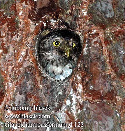 Glaucidium passerinum d123