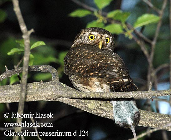 Glaucidium passerinum d124