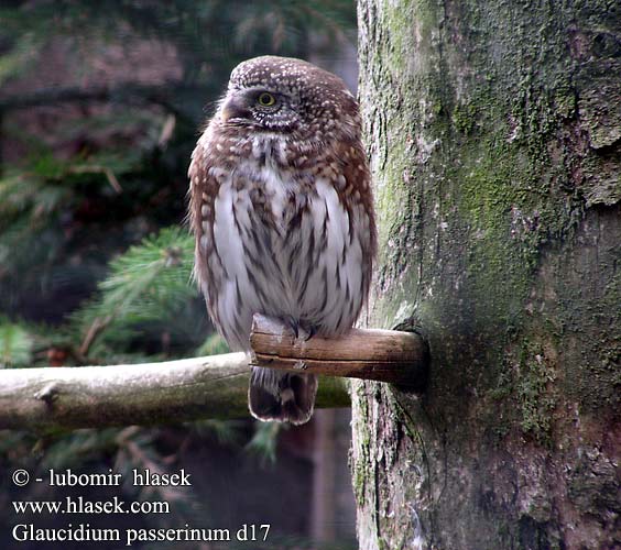 Mali skovik Glaucidium passerinum Pygmy Owl Sperlingskauz