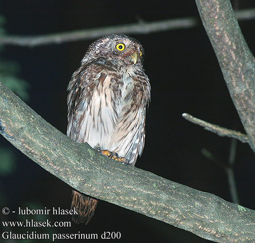 Glaucidium passerinum d200