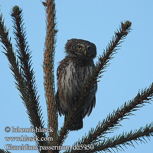 Glaucidium passerinum dd5950