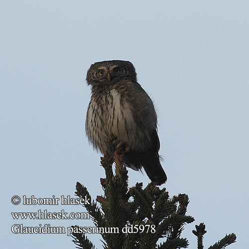 Glaucidium passerinum dd5978