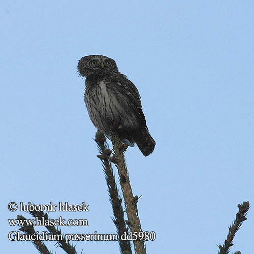 Glaucidium passerinum dd5980