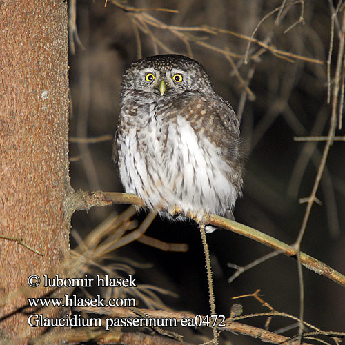 Glaucidium passerinum ea0472