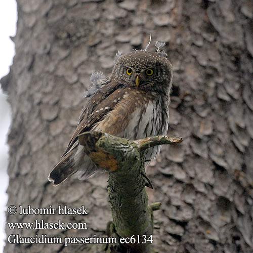 Glaucidium passerinum ec6134