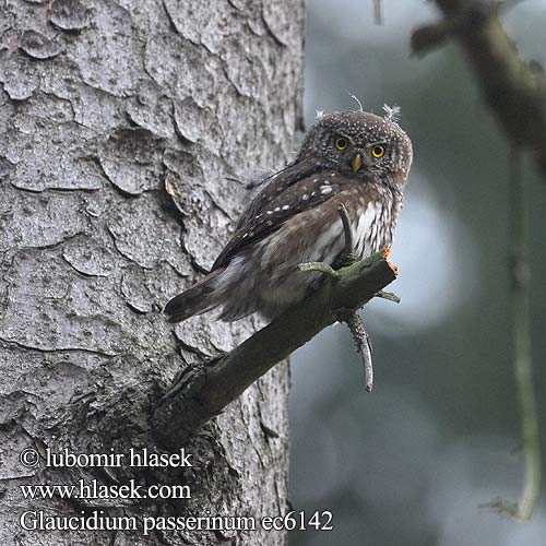 Glaucidium passerinum ec6142