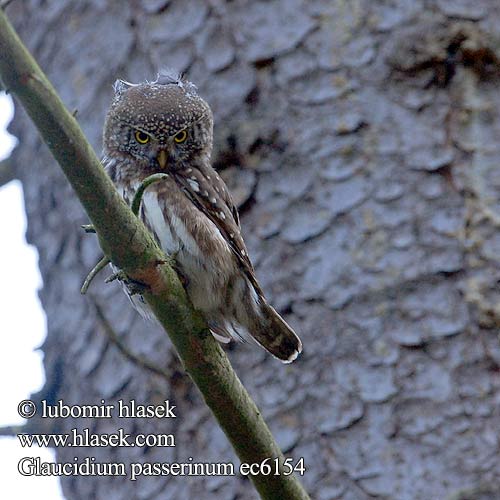 Glaucidium passerinum ec6154