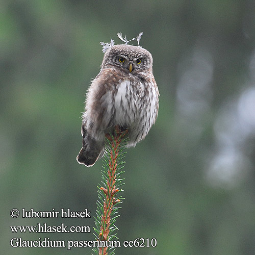 Kuvičok vrabčí Kuvik Mali skovik Glaucidium passerinum Pygmy Owl