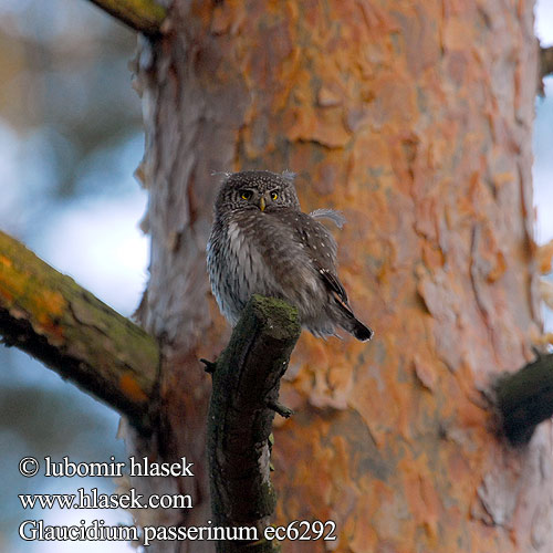 Glaucidium passerinum Pygmy Owl Sperlingskauz Chevêchette