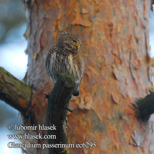 Pygmy Owl Sperlingskauz Chevêchette Europe Mochuelo Chico