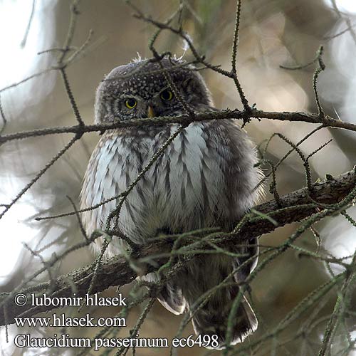 Glaucidium passerinum ec6498