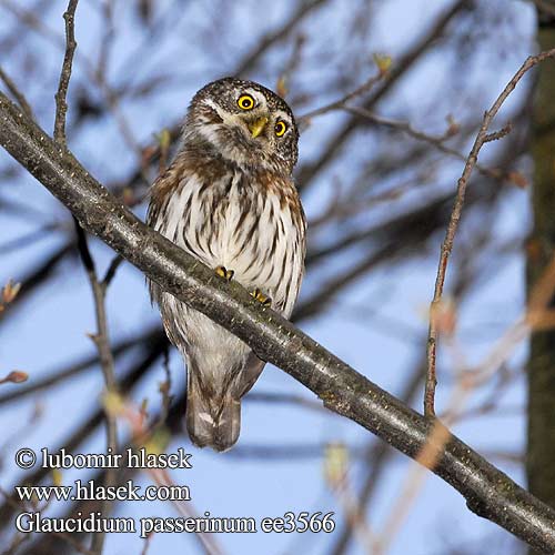 Glaucidium passerinum ee3566