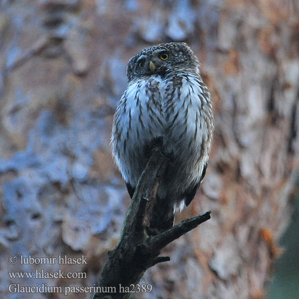 Glaucidium passerinum ha2389