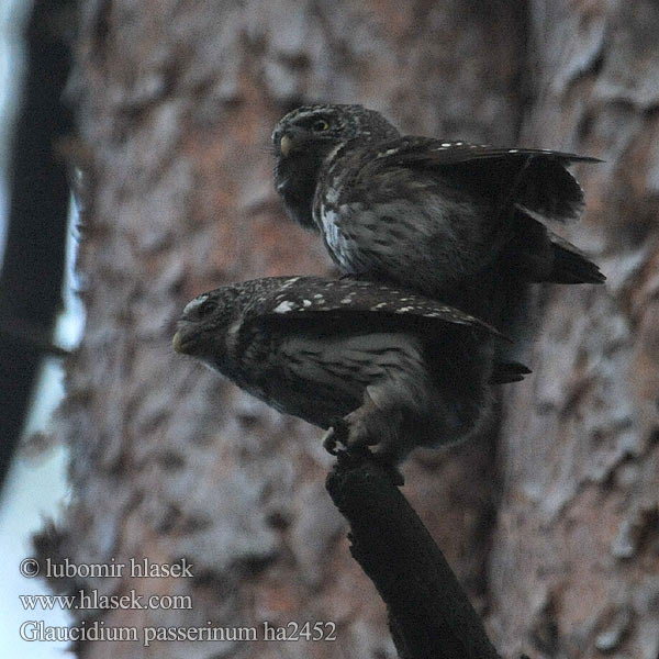 Glaucidium passerinum ha2452