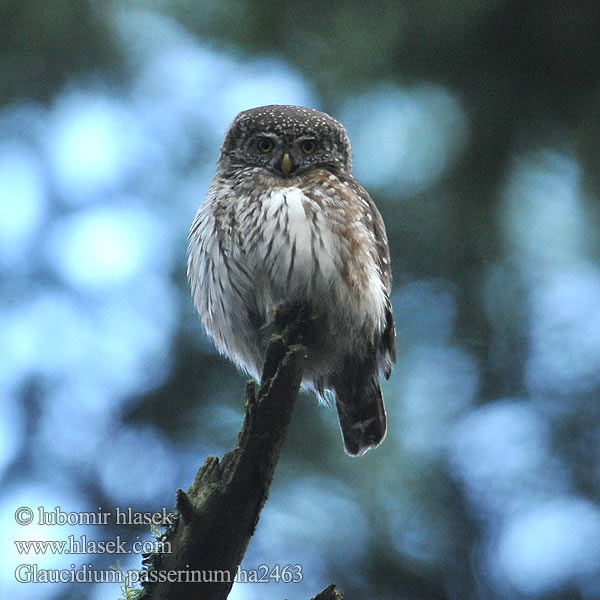 Glaucidium passerinum ha2463