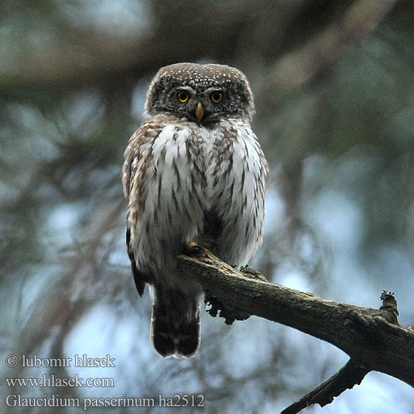 Glaucidium passerinum ha2512