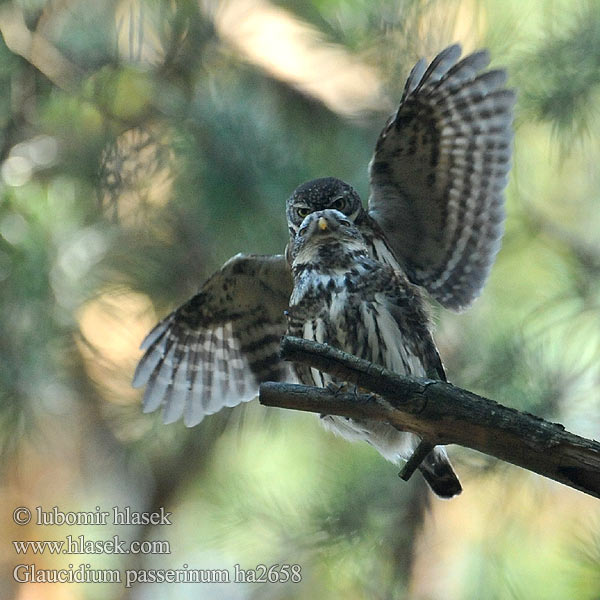 Glaucidium passerinum ha2658