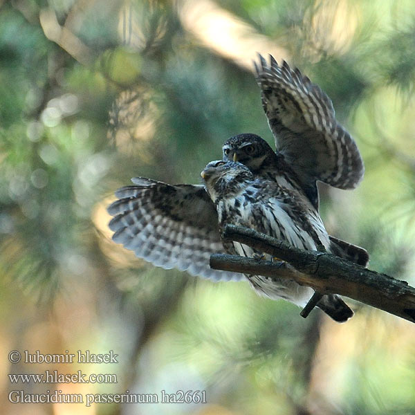 Glaucidium passerinum ha2661