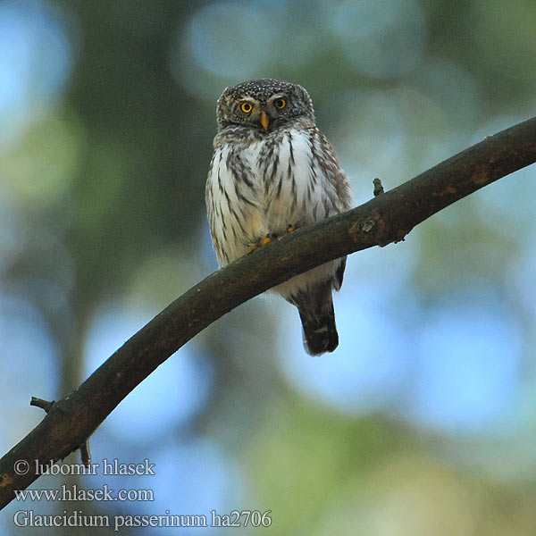 Ciuvica Kuvičok vrabčí Kuvik Mali skovik Glaucidium passerinum