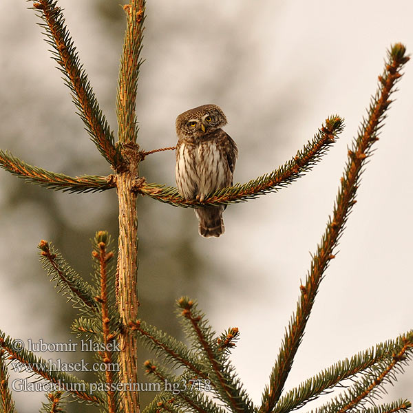 Glaucidium passerinum Sperlingskauz