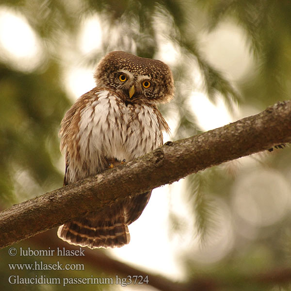 Glaucidium passerinum Chevêchette Europe