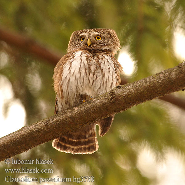 Glaucidium passerinum Mochuelo Chico