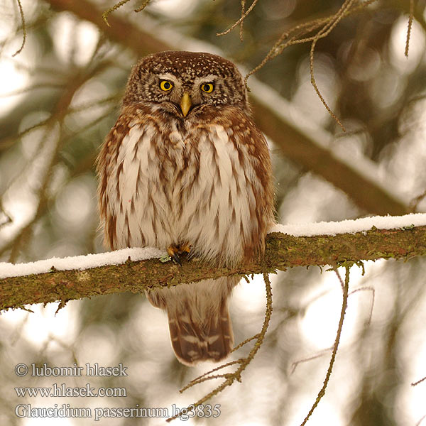 Glaucidium passerinum Kulíšek nejmenší