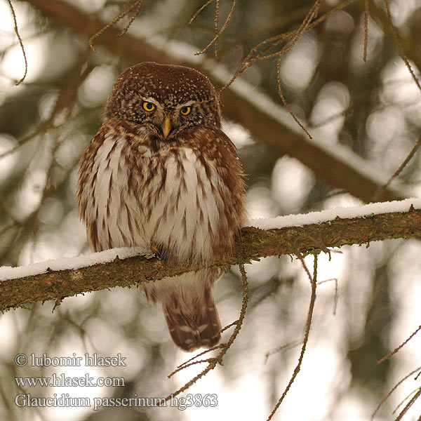 Glaucidium_passerinum_hg3863