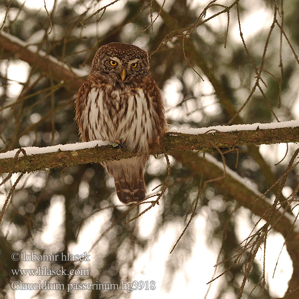 Glaucidium_passerinum_hg3918