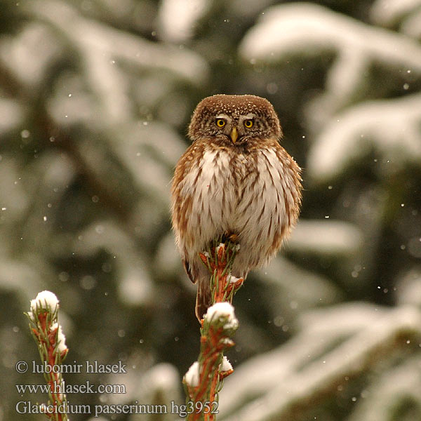 Glaucidium passerinum Pygmy Owl