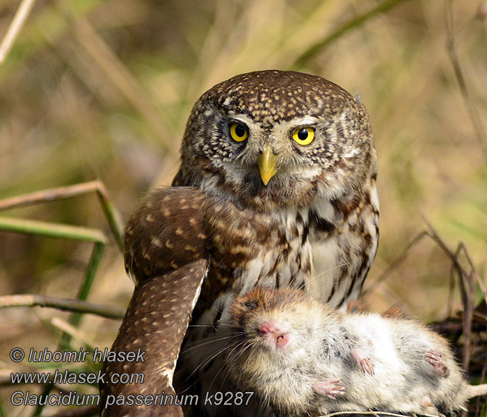 Glaucidium passerinum Mali skovik