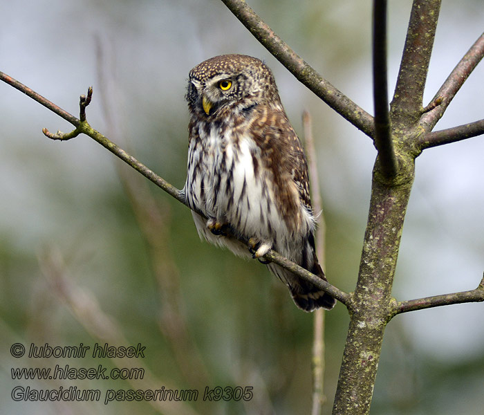 Glaucidium passerinum Kuvik