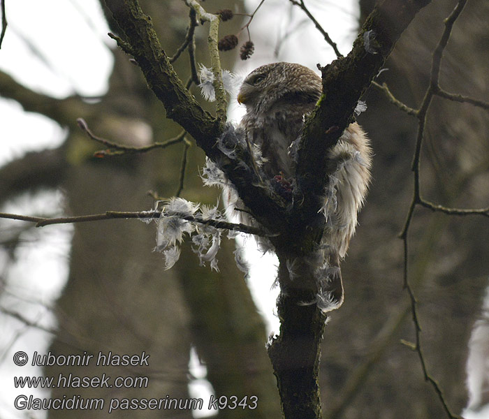 Glaucidium passerinum Kuvičok vrabč