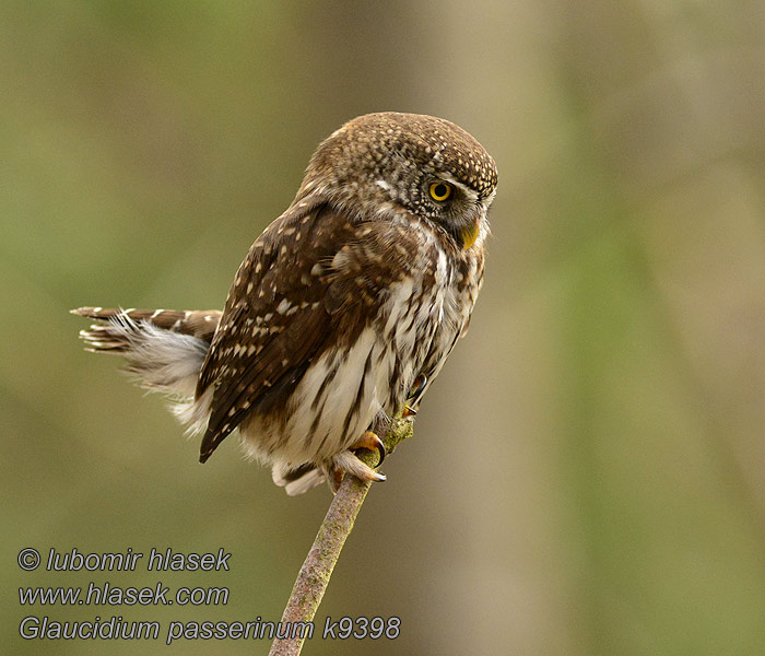 Glaucidium passerinum Ciuvica