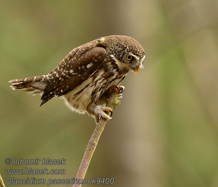 Glaucidium passerinum Žvirblinė pelėda