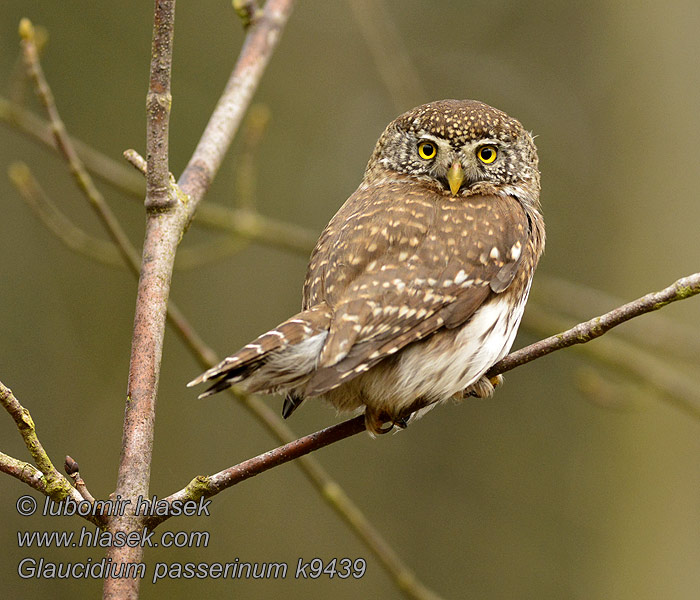 Glaucidium passerinum Sóweczka