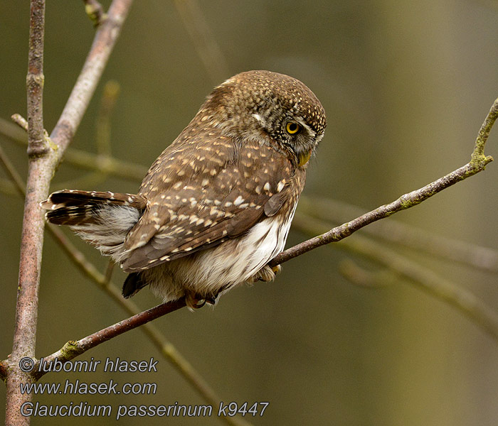 Glaucidium passerinum Törpekuvik