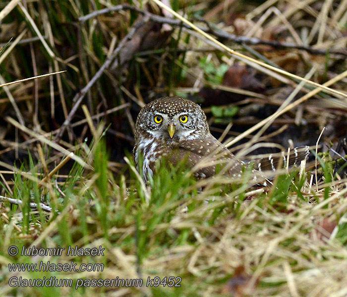 Glaucidium passerinum k9452