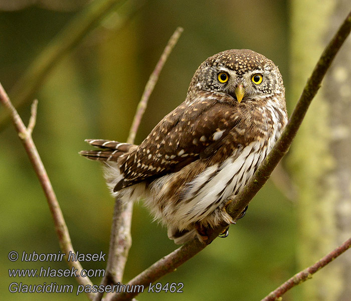 Glaucidium passerinum k9462