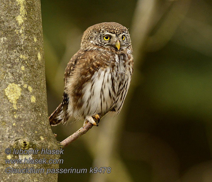 Glaucidium passerinum スズメフクロウ