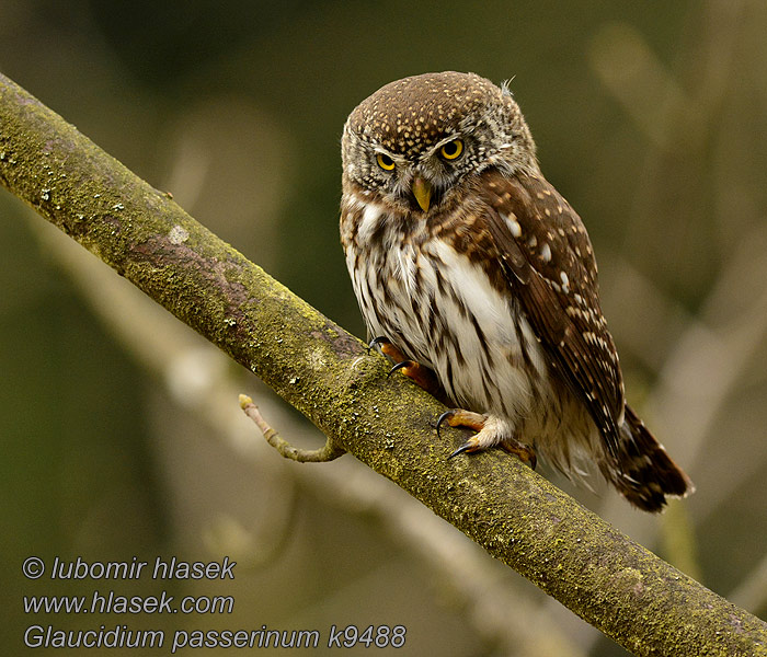 Glaucidium passerinum k9488