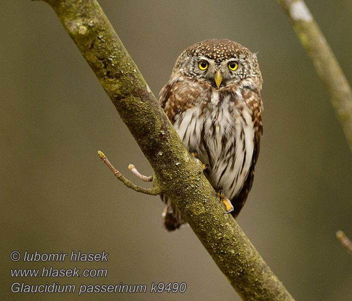 Glaucidium passerinum 花头鸺鹠