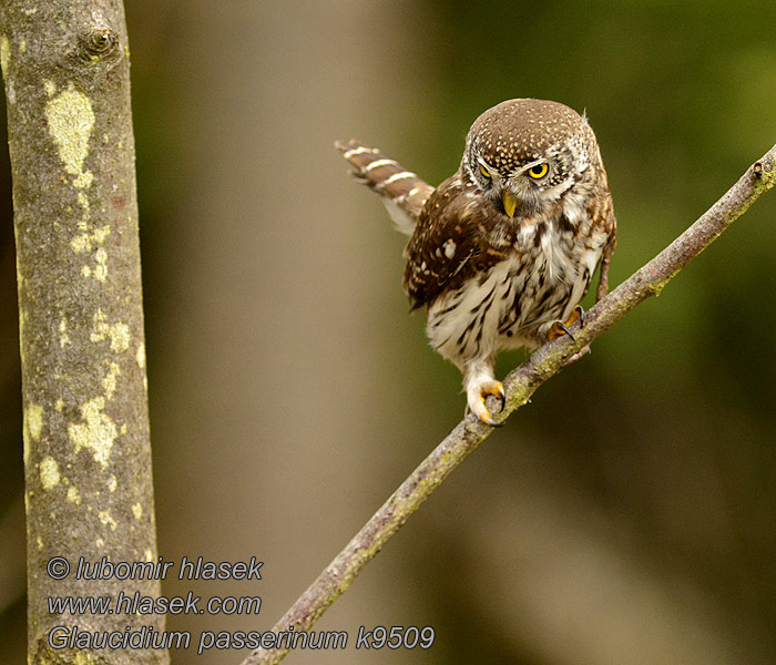 Glaucidium passerinum Sparvuggla