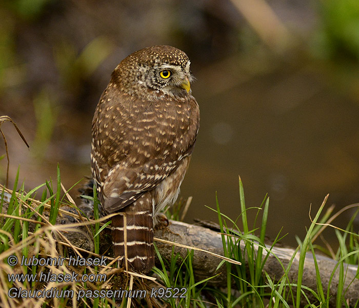 Glaucidium passerinum Spurveugle