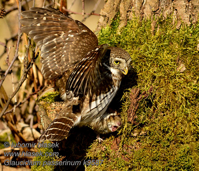 Glaucidium passerinum Spurveugle