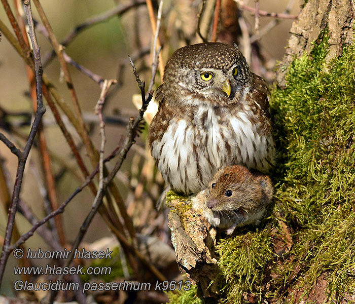 Glaucidium passerinum Civetta nana