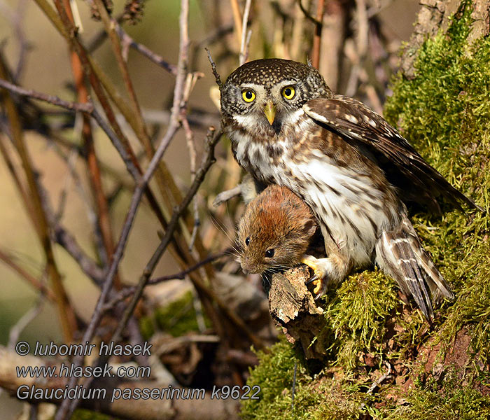 Glaucidium passerinum Varpuspöllö