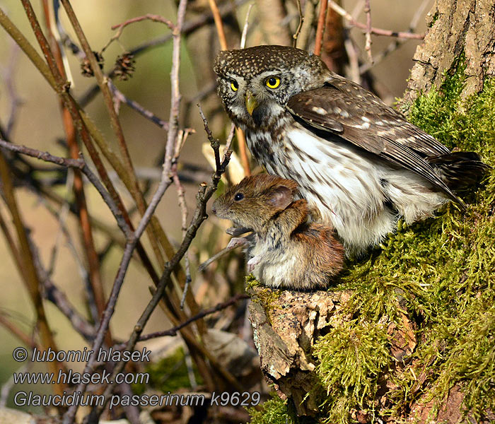 Glaucidium passerinum k9629