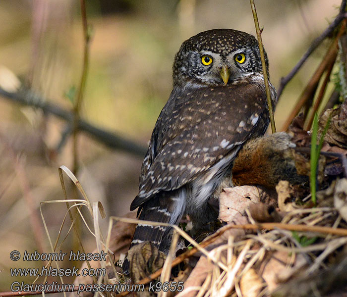 Glaucidium passerinum Spurveugle