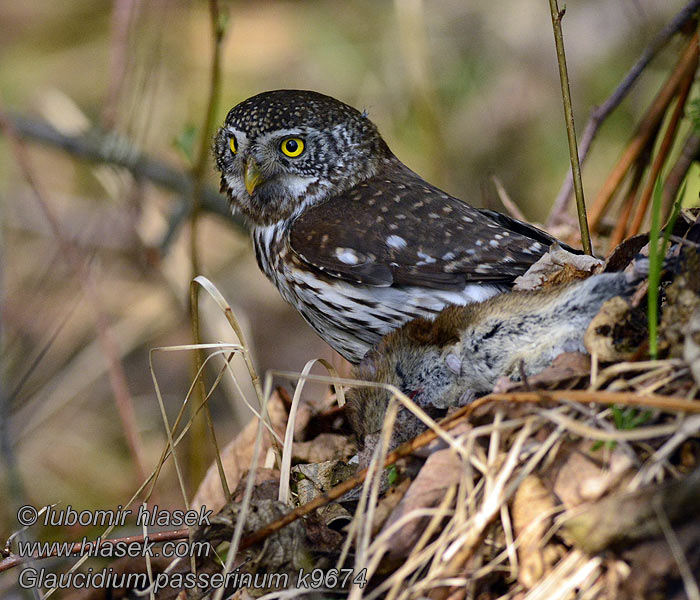 Glaucidium passerinum Kulíšek nejmenší